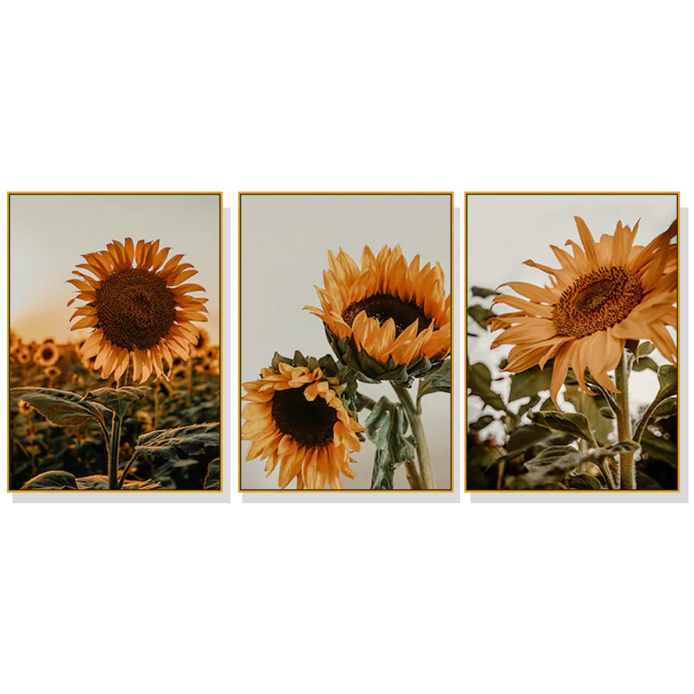 Wall Art 60cmx90cm Sunflower 3 Sets Gold Frame Canvas